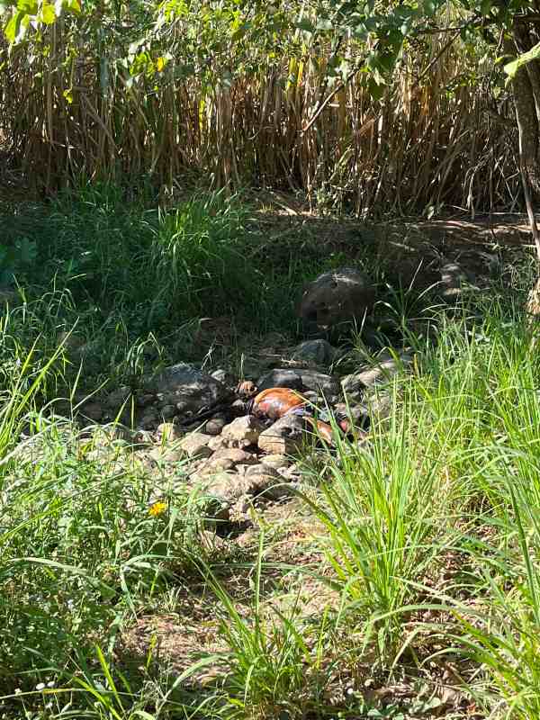 Cuerpo de mujer en avanzado estado de descomposición fue encontrado en un cañal de Guazapa. Autoridades investigan las causas. Foto: Comandos de Salvamento Aguilares.