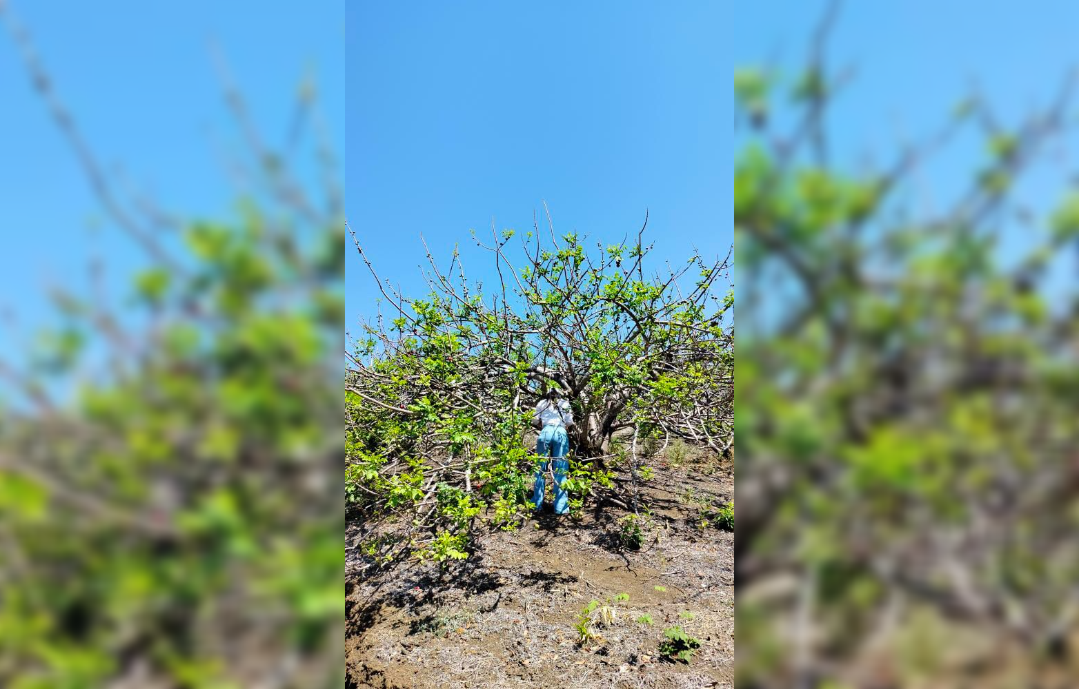 El XIII Festival del Jocote Barón Rojo en San Lorenzo, Ahuachapán, atrajo a cientos de visitantes con su mezcla de gastronomía, cultura y experiencias agrícolas. Un evento que resalta el patrimonio local y promueve el turismo rural. Foto: Mijiticas Tours.