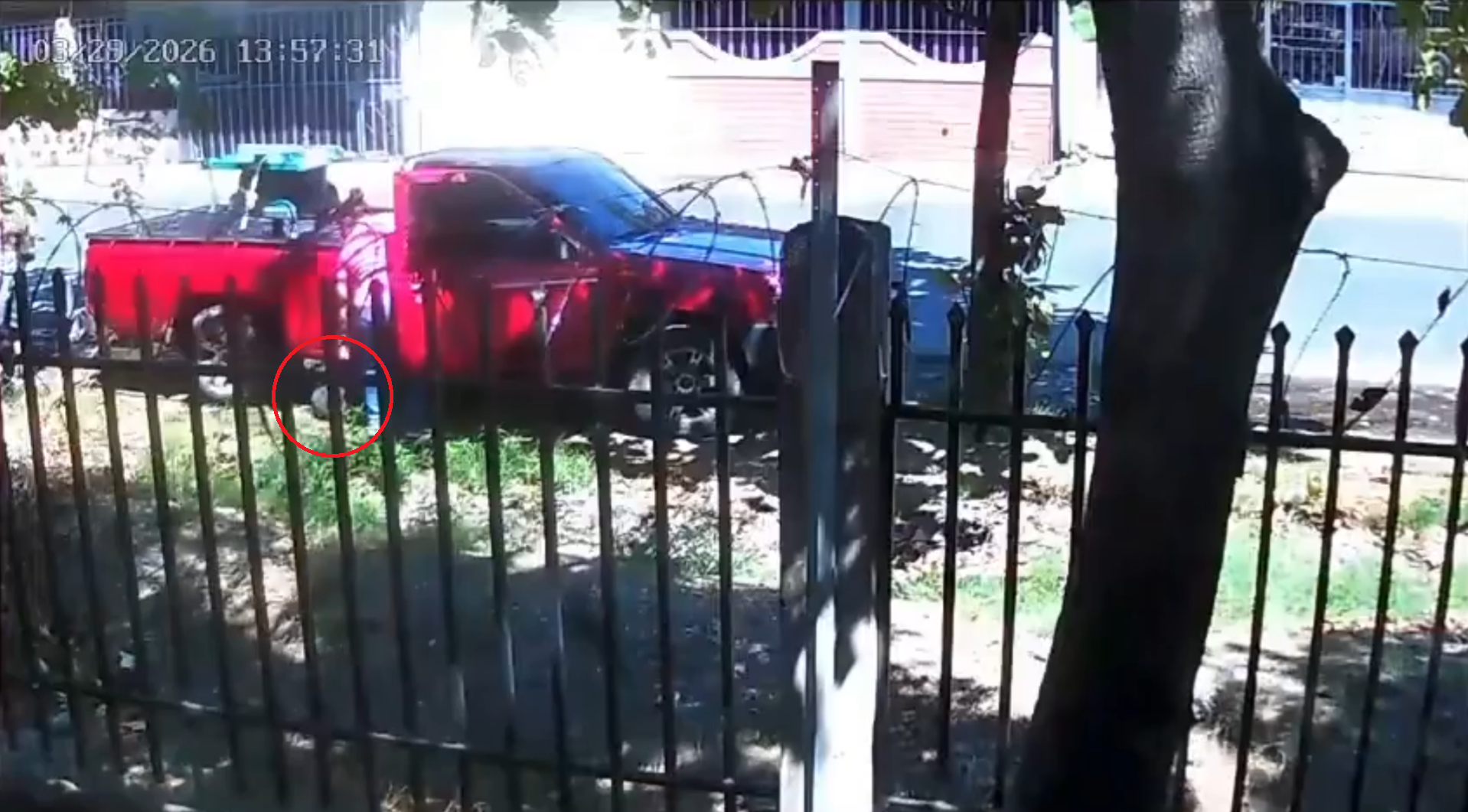 El alcalde Gustavo Acevedo condena el abandono de un animal muerto en la vía pública de Santa Ana y advierte severas multas legales por violar la Ley Especial de Protección y Bienestar Animal. Foto: Alcaldía de Santa Ana.