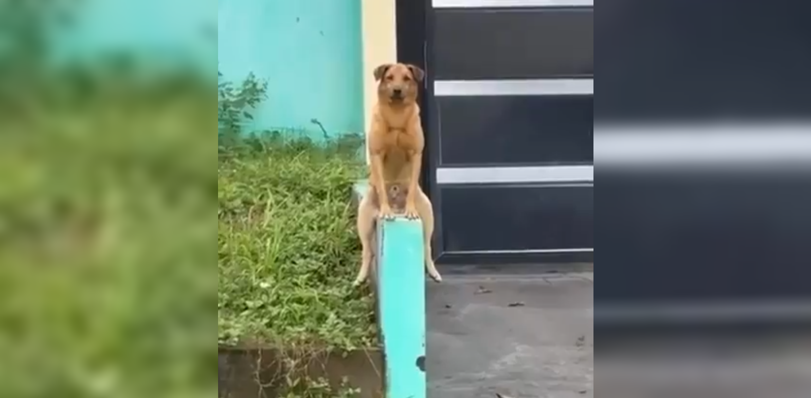 Un perro en Santana, Brasil, se vuelve viral por sentarse como humano en una muralla. ¡Las redes bromean con que es un "cambiaformas"! ¿Qué opinas? Foto: @Cortesía.