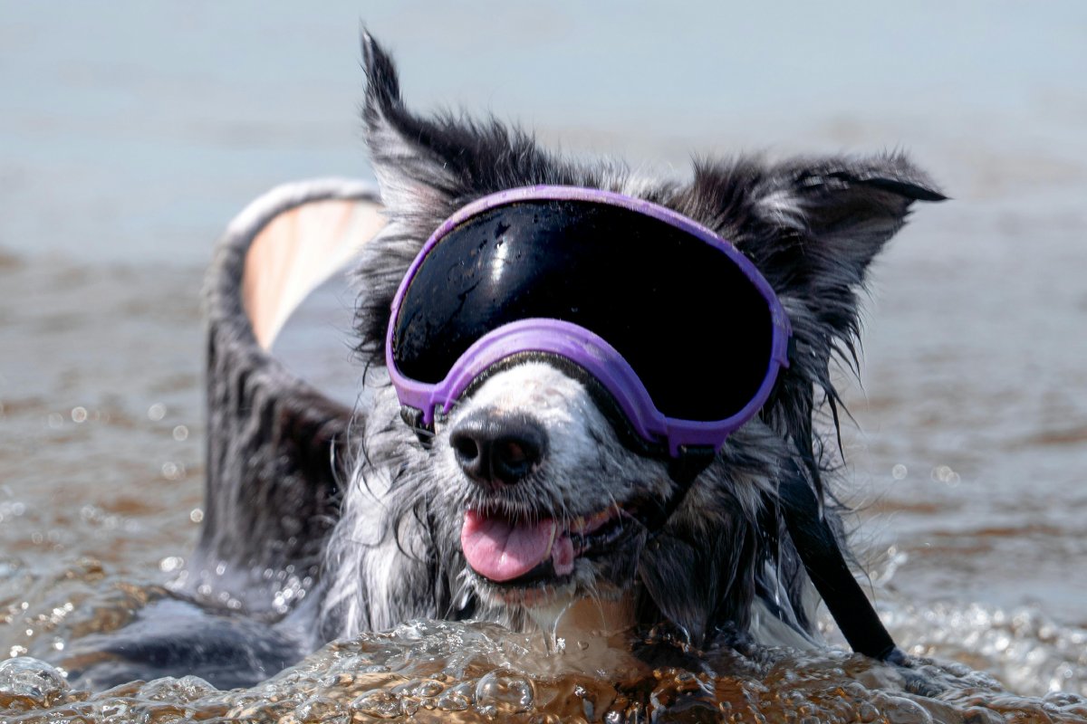 Con el calor extremo en El Salvador, es importante saber cómo cuidar a tus mascotas. Aquí te damos tips prácticos para mantenerlos frescos y saludables. Foto: Pexels / Jonathan.