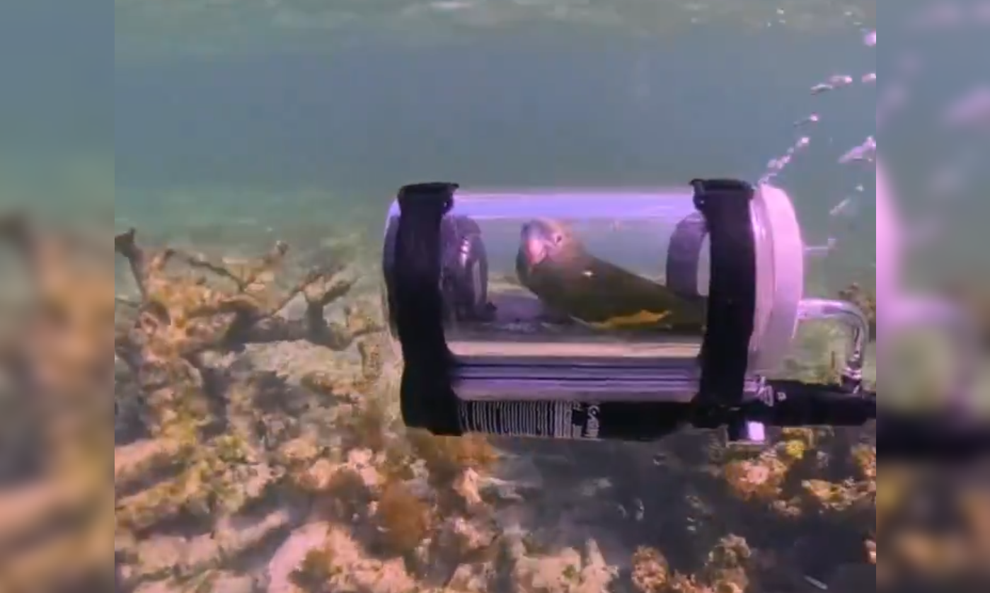 Un loro se convierte en protagonista de un video viral al bucear en las Bahamas dentro de un casco de oxígeno. ¿Es una aventura épica o un acto de crueldad animal? Las redes arden en debate. Foto: Cortesía.