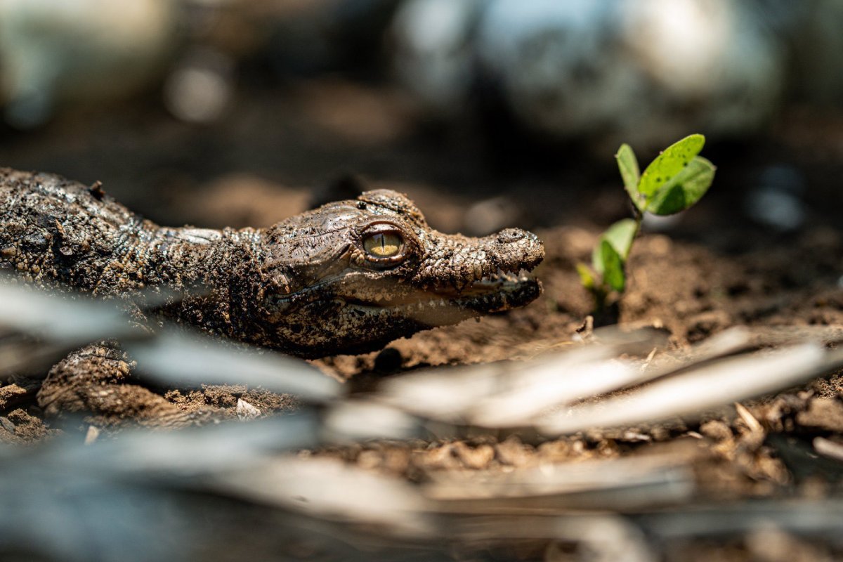 El MARN anunció el nacimiento de cocodrilos americanos en áreas protegidas, tras rescatar huevos de zonas de riesgo y someterlos a un proceso de incubación controlada. Foto: MARN.