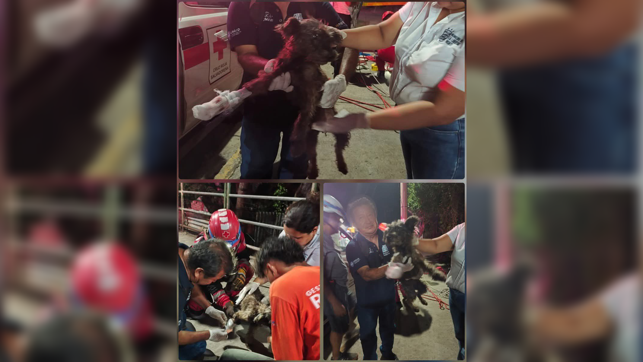 Una perrita fue rescatada tras ser lanzada desde un puente en Quezaltepeque. Cruz Roja y la Alcaldía de La Libertad Norte lograron salvarla en una operación de emergencia. Foto: Cruz Roja.