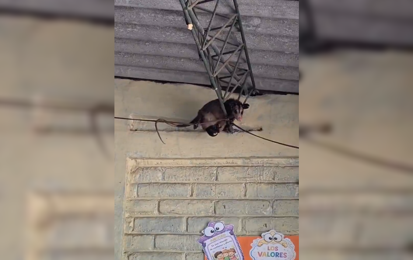 Una zarigüeya con sus crías apareció en un aula de Chalchuapa, generando risas y la oportunidad de enseñar sobre su importancia en la biodiversidad local. Foto: Cortesía.