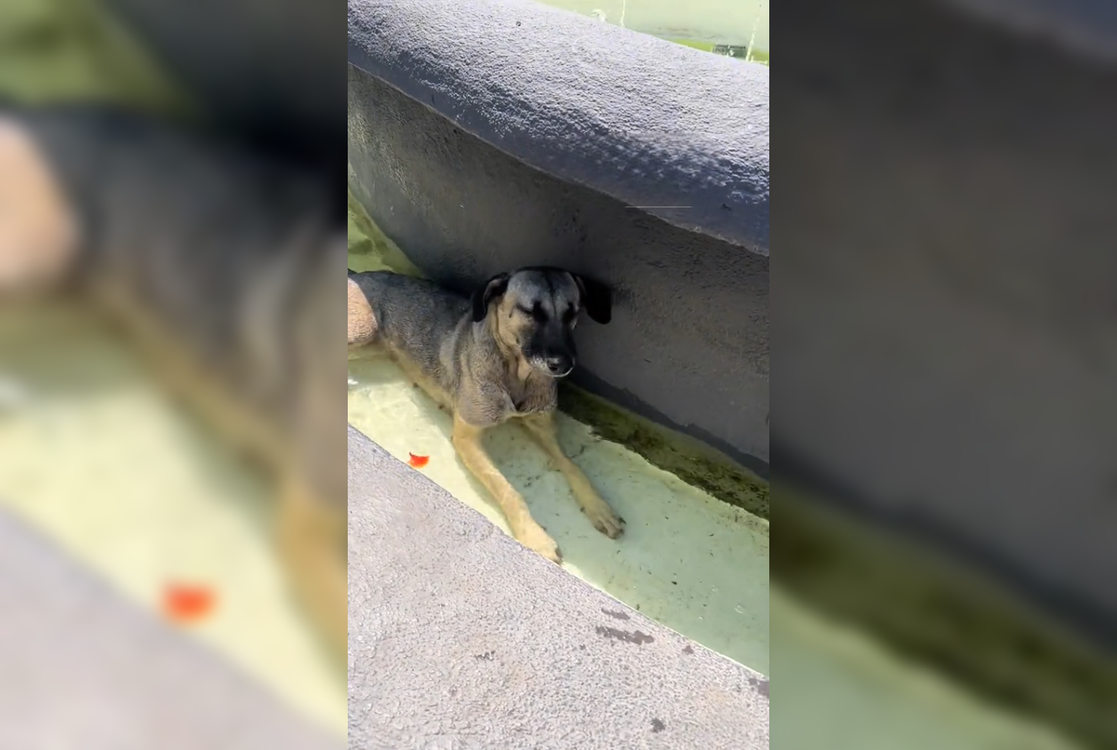 En Suchitoto, un grupo de perritos se volvió viral al usar la fuente central como piscina para escapar del intenso calor. Las imágenes conquistan las redes sociales. Foto: Cortesía.