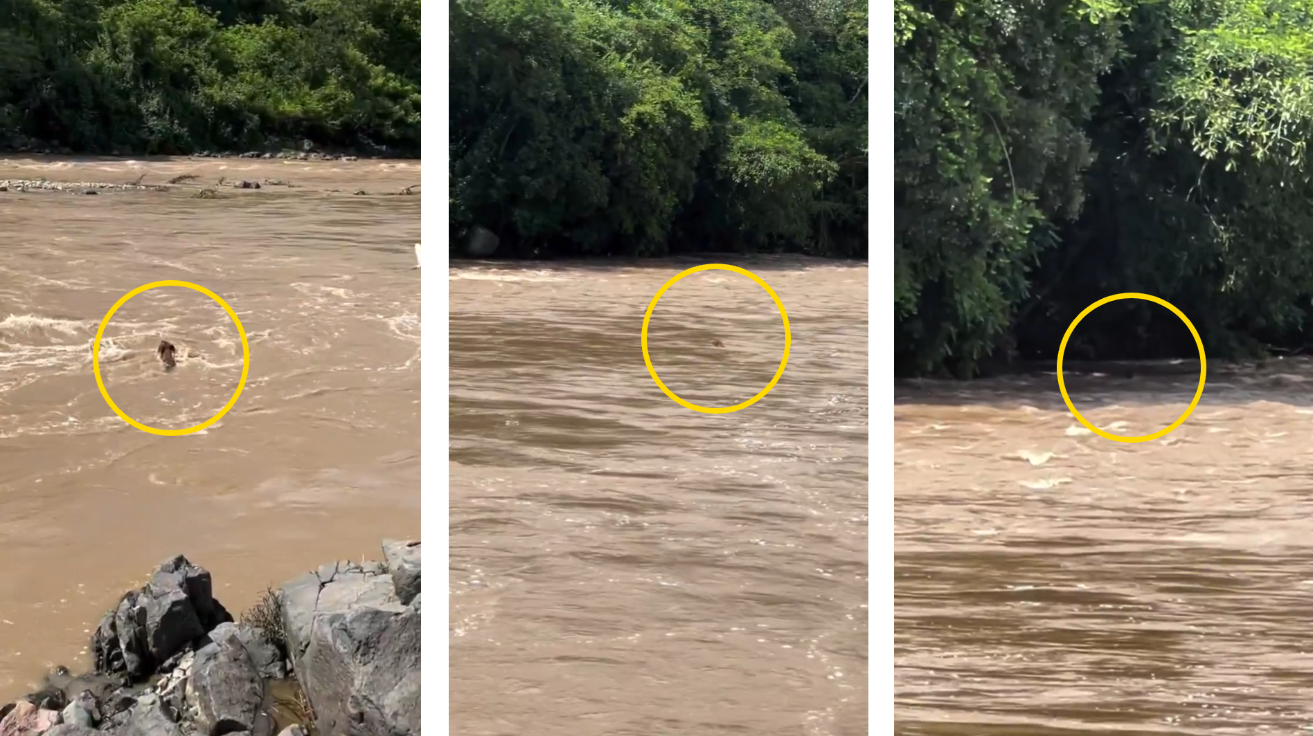 Un perrito se convirtió en héroe al cruzar el río Lempa en medio de la fuerte corriente causada por las lluvias. El video, grabado por Denis Aguilar, muestra su lucha contra el caudal embravecido. Foto: Denis Aguilar.