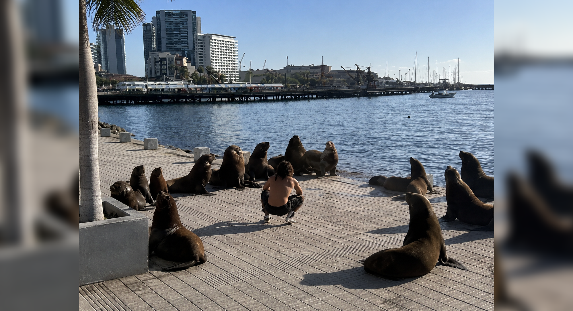 Un hombre sin camiseta, apodado "Aquaman", guió a una manada de lobos marinos de regreso al mar en Antofagasta, Chile, usando solo aplausos y gestos. El video se volvió viral en redes. Foto: Ilustración.